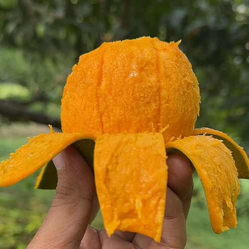 সাতক্ষীরার বিখ্যাত হিমসাগর আম – Himsagar Mango – ফরমালিনমুক্ত আম
